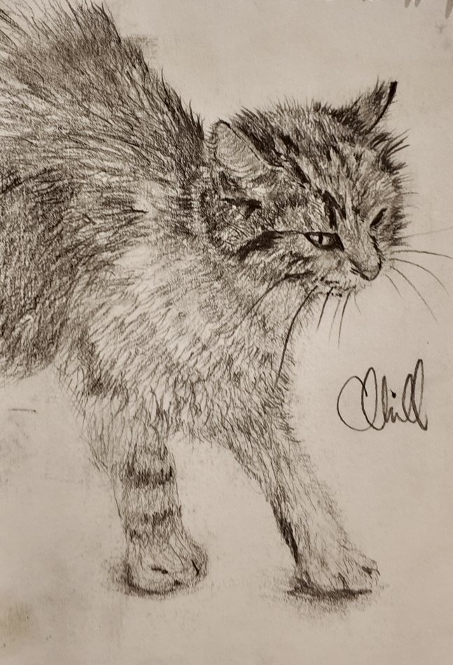 Cat Study, charcoal artwork by Annelise Hill
