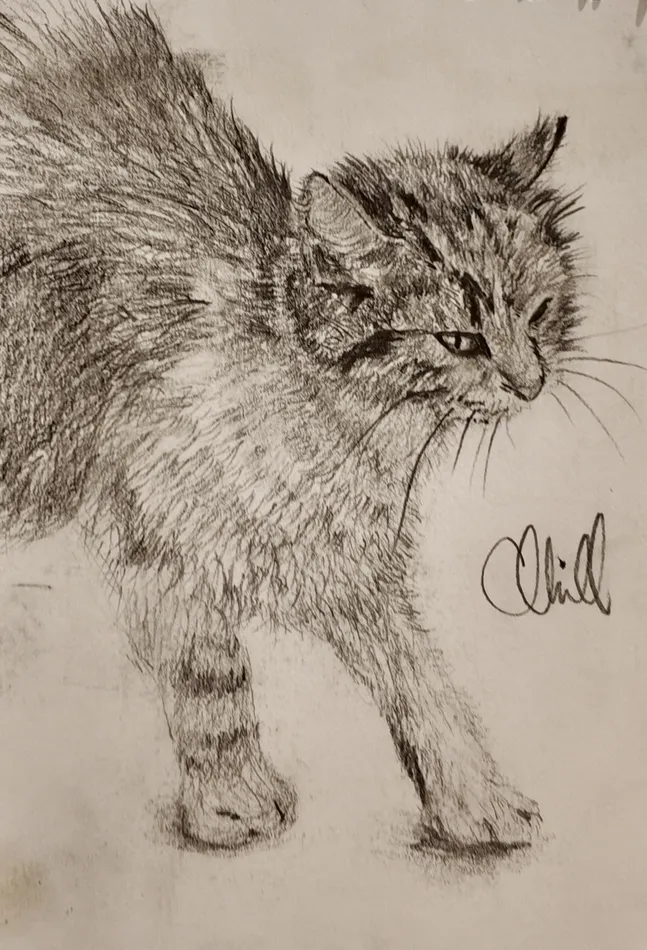 Cat Study, charcoal artwork by Annelise Hill