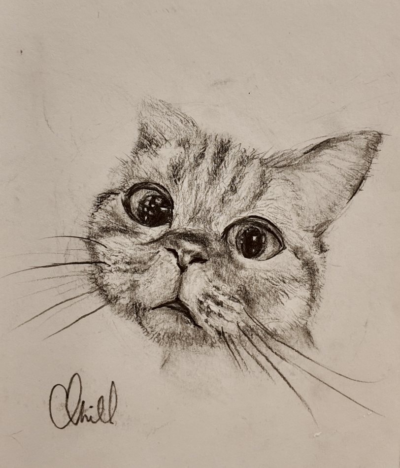 Cat Study 2, graphite artwork by Annelise Hill