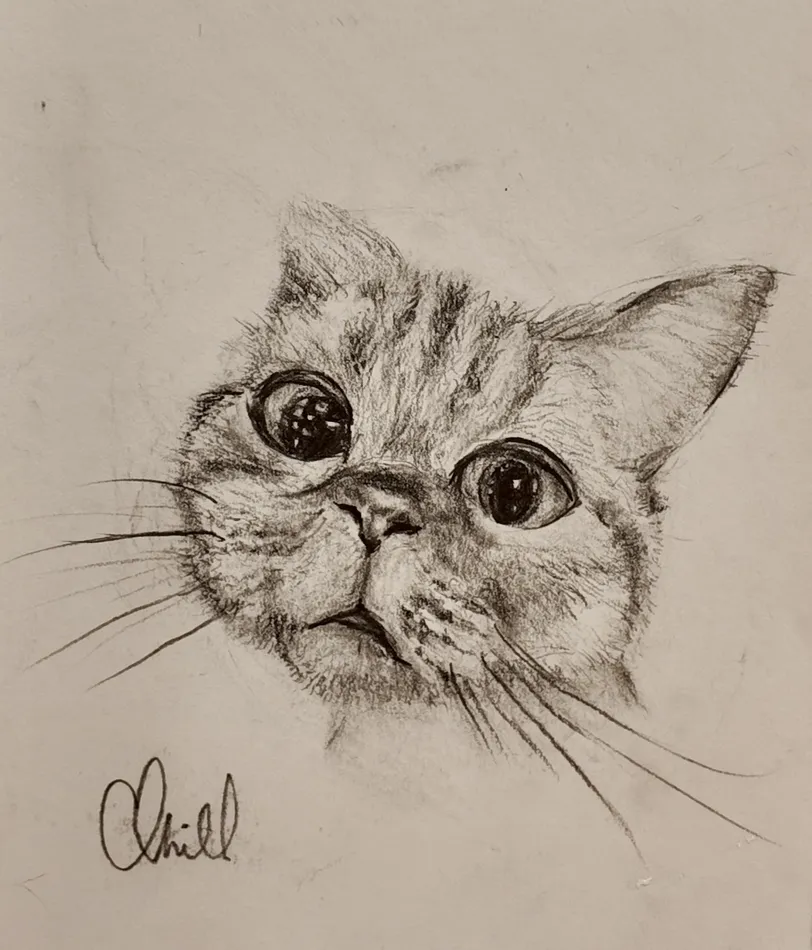 Cat Study 2, graphite artwork by Annelise Hill