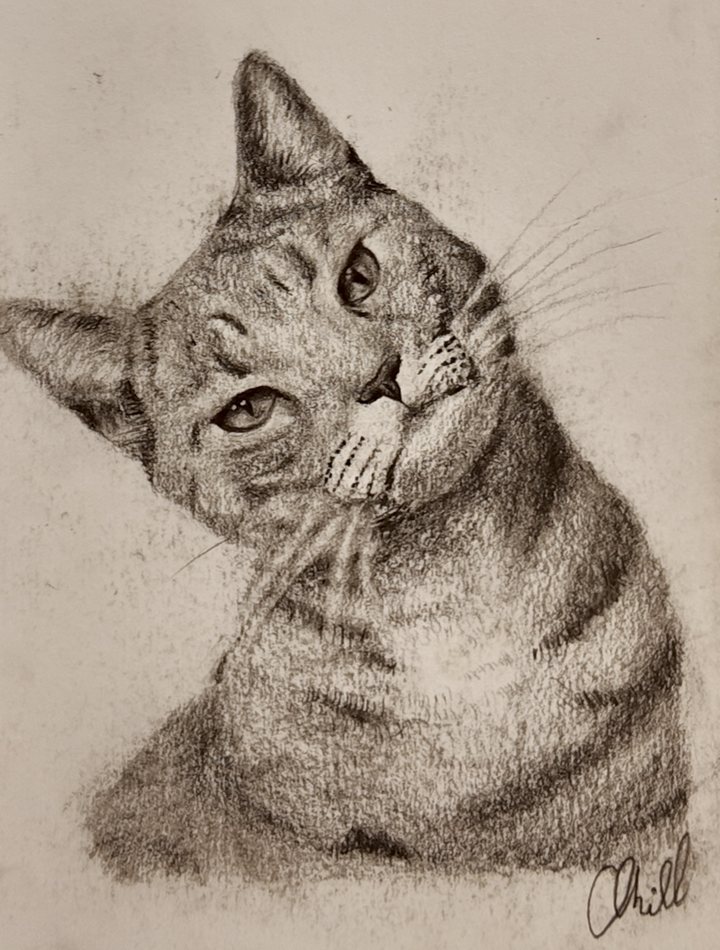 Cat Study 4, charcoal artwork by Annelise Hill