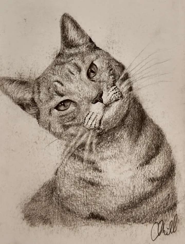 Cat Study 4, charcoal artwork by Annelise Hill